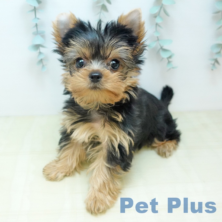 ヨークシャー・テリアの写真2