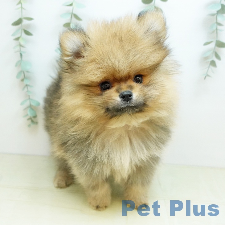 岡山県のポメラニアン (ペットプラス 岡山店/2026年1月10日生まれ/男の子/オレンジセーブル)の子犬