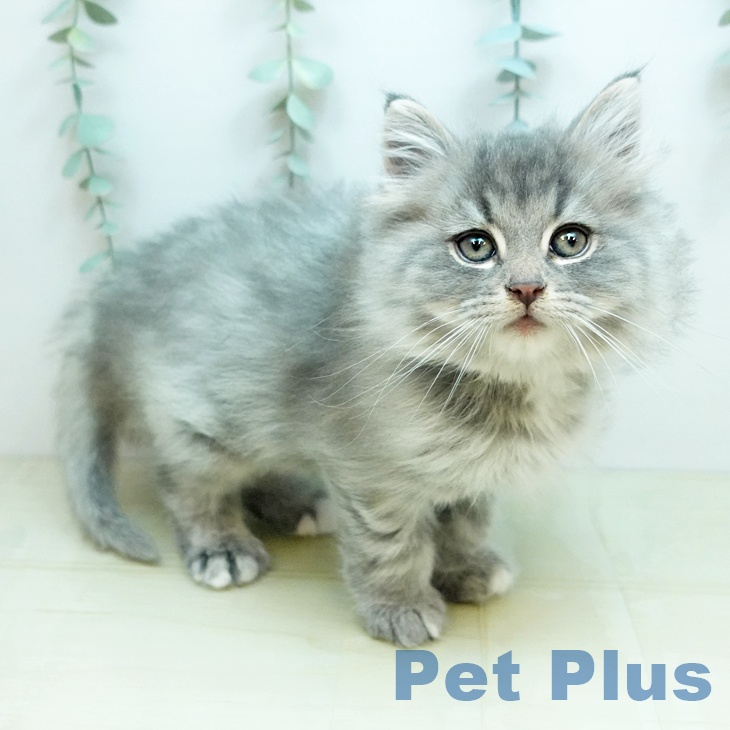 ノルウェージャンフォレストキャット