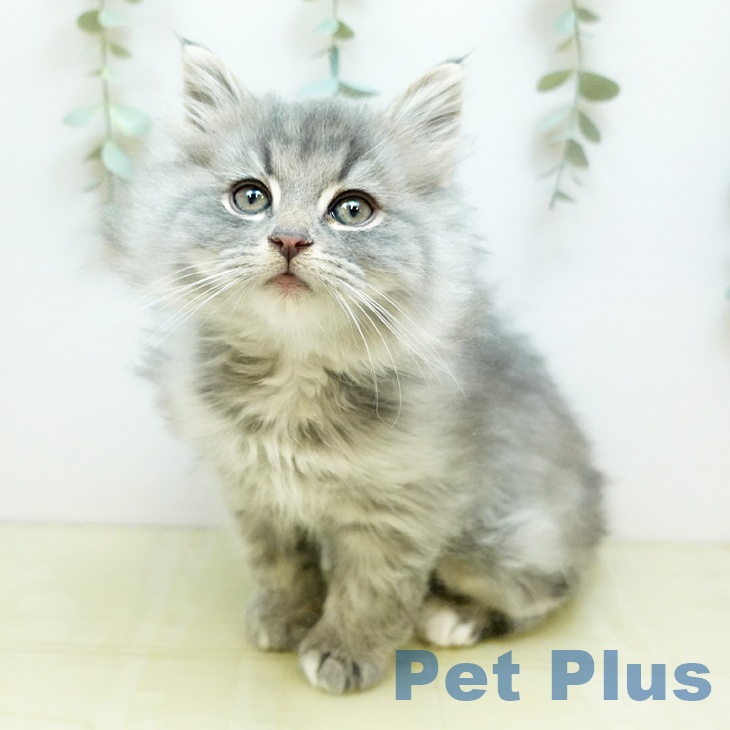 ノルウェージャンフォレストキャットの写真2