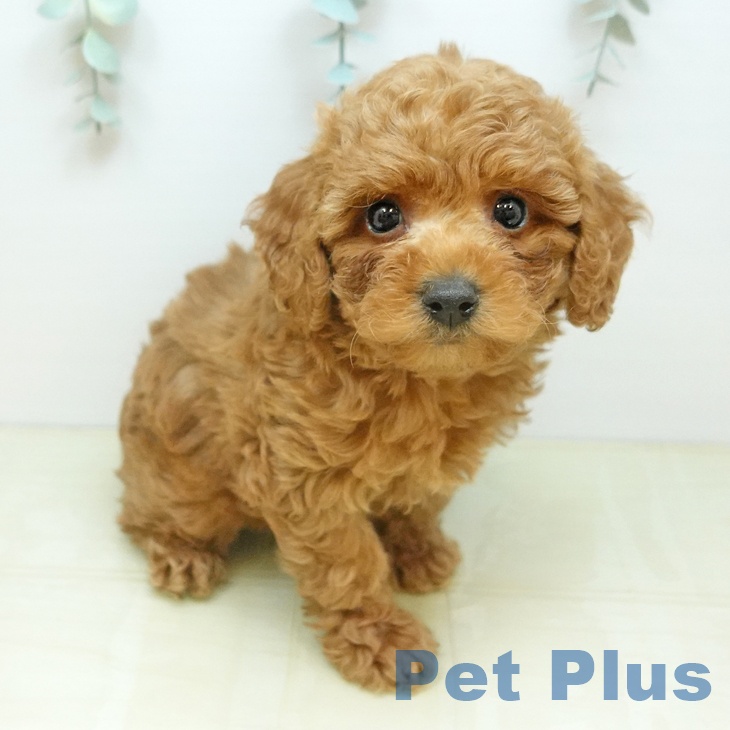 愛知県のトイプードル(トイ) (ペットプラス 岡崎店/2026年1月17日生まれ/男の子/レッド)の子犬の2枚目の画像