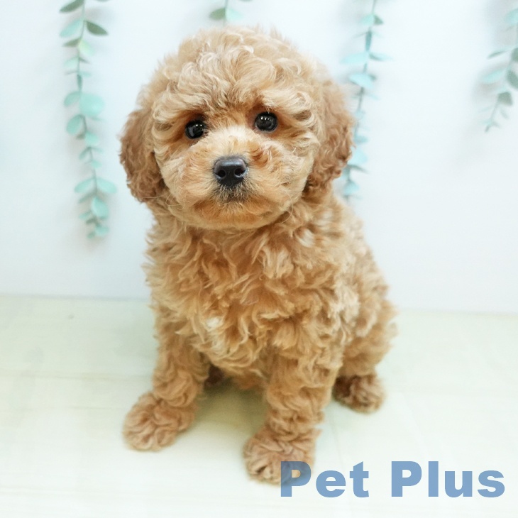 愛知県のトイプードル(トイ) (ペットプラス 則武新町店/2026年1月17日生まれ/女の子/アプリコット)の子犬