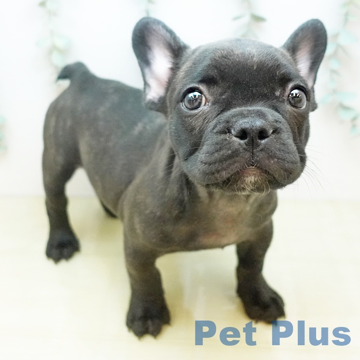 フレンチ・ブルドッグ