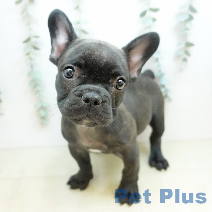 フレンチ・ブルドッグ