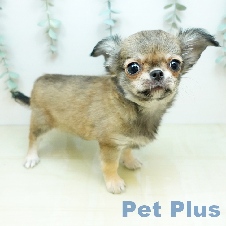 香川県のチワワ(ロング) (ペットプラス 綾川店/2026年1月17日生まれ/男の子/フォーン)の子犬