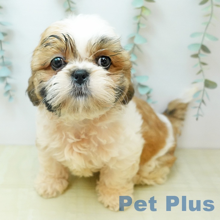 シー・ズーの写真2