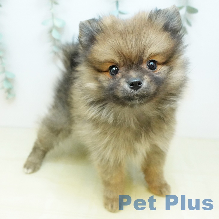 三重県のポメラニアン (ペットプラス 津南店/2026年1月24日生まれ/女の子/オレンジセーブル)の子犬