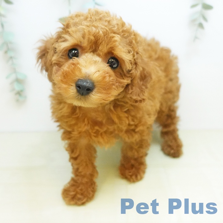 トイ・プードル