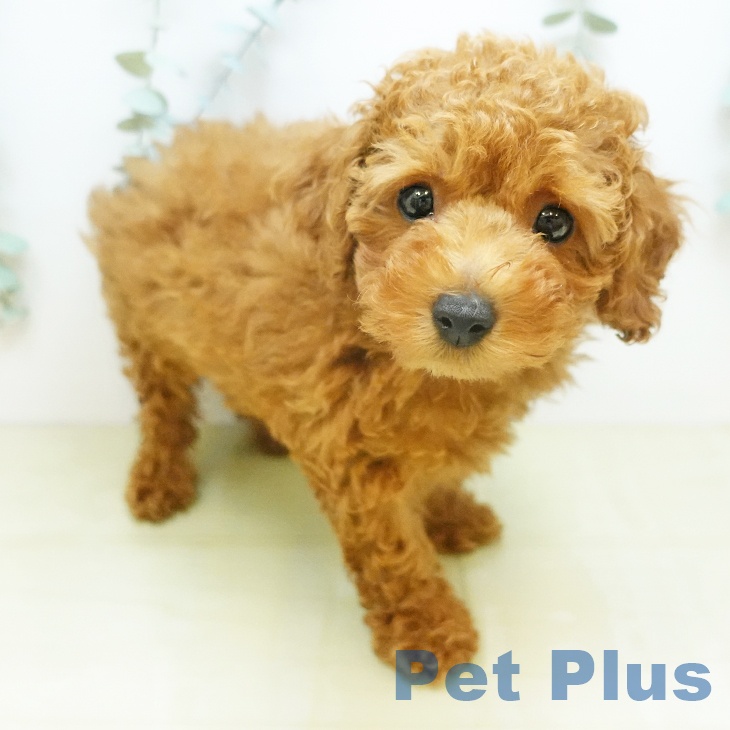 トイ・プードル