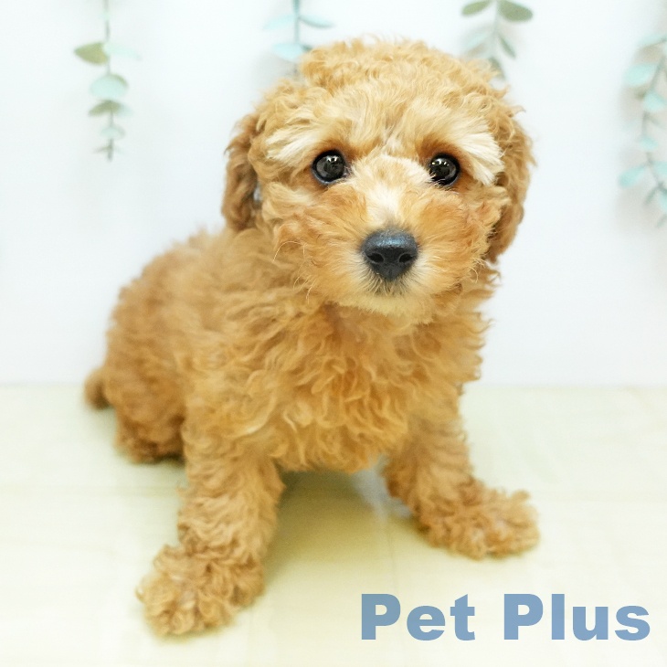 トイ・プードルの写真2