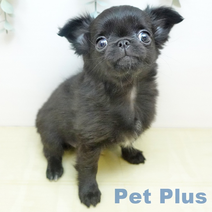 香川県のチワワ(ロング) (ペットプラス 綾川店/2026年1月22日生まれ/男の子/ブラックホワイト)の子犬