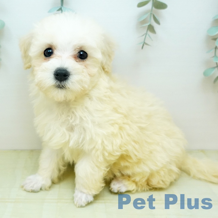 鳥取県のトイプードル(トイ) (ペッツワン 日吉津店/2026年1月25日生まれ/女の子/クリーム)の子犬