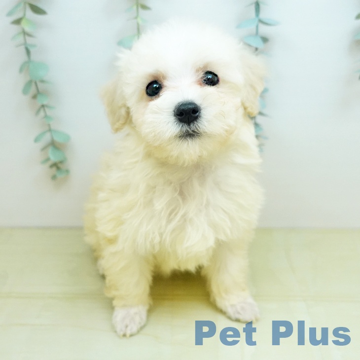 鳥取県のトイプードル(トイ) (ペッツワン 日吉津店/2026年1月25日生まれ/女の子/クリーム)の子犬の2枚目の画像