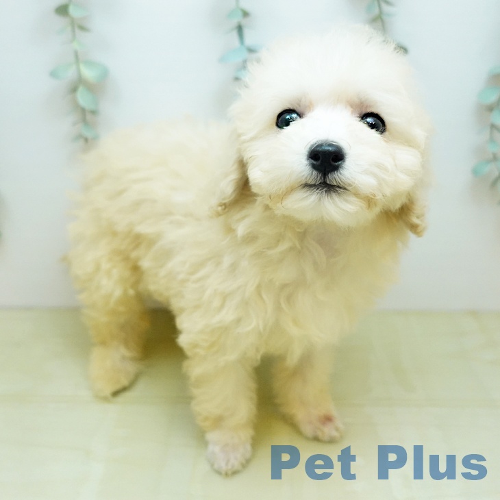 香川県のトイプードル(トイ) (ペットプラス 高松店/2026年1月25日生まれ/女の子/クリーム)の子犬の1枚目の画像
