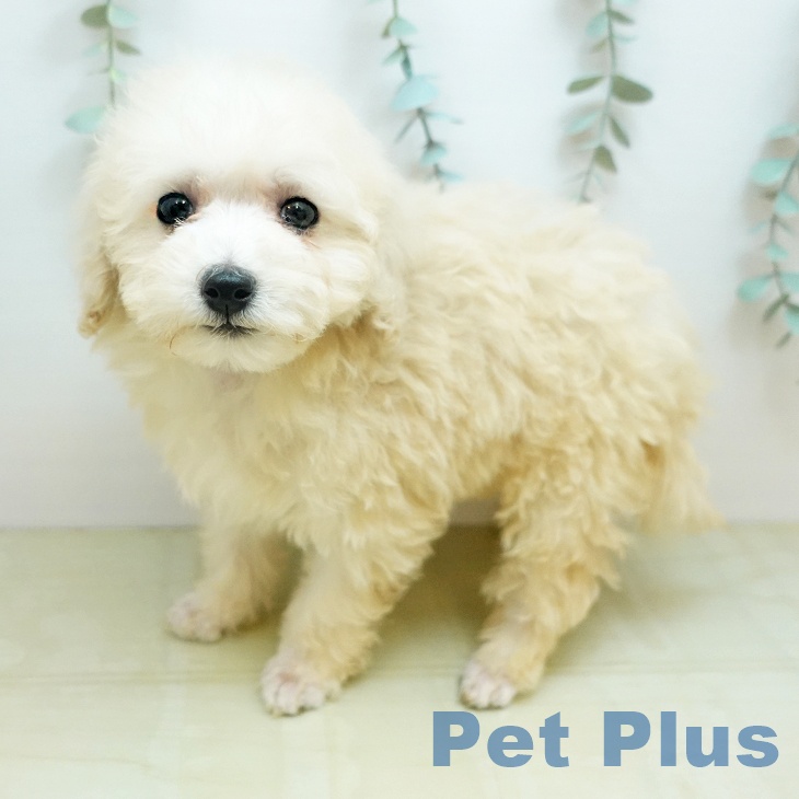 香川県のトイプードル(トイ) (ペットプラス 高松店/2026年1月25日生まれ/女の子/クリーム)の子犬の2枚目の画像