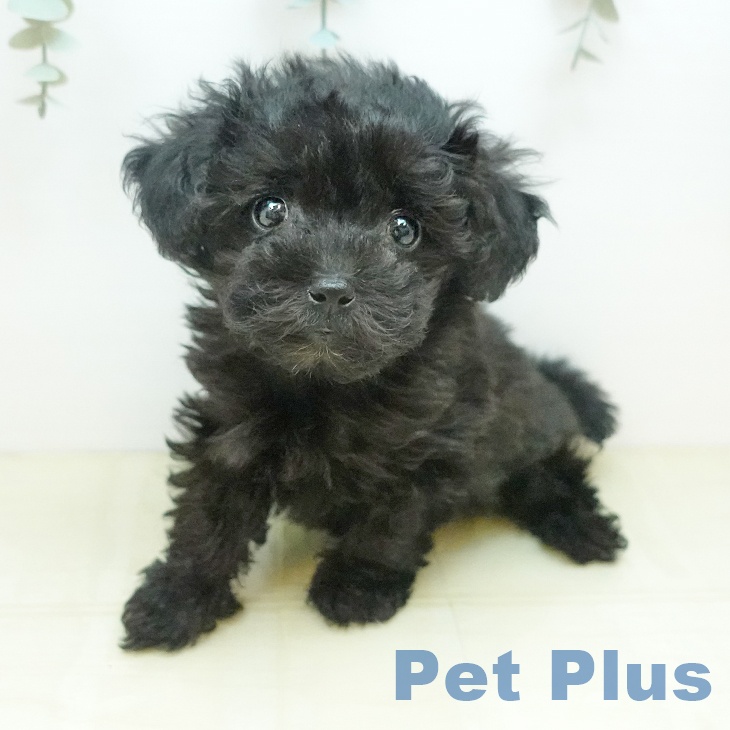 岡山県のトイプードル(トイ) (ペットプラス 岡山店/2026年1月22日生まれ/女の子/ブラック)の子犬
