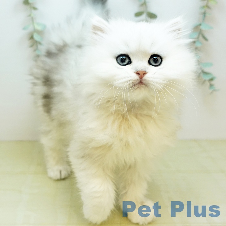 岡山県のペルシャ (ペッツワン 岡山南店/2026年1月21日生まれ/男の子/チンチラシルバー)の子猫の1枚目の画像