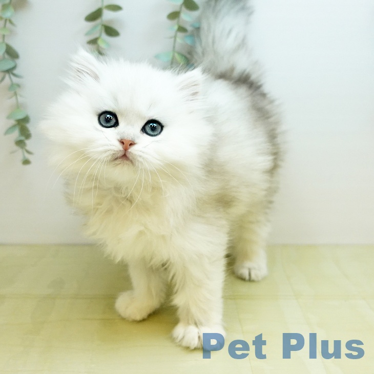 岡山県のペルシャ (ペッツワン 岡山南店/2026年1月21日生まれ/男の子/チンチラシルバー)の子猫の2枚目の画像
