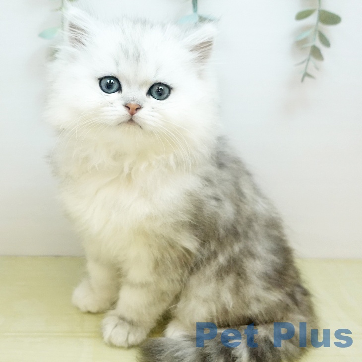 愛媛県のペルシャ (ペットプラス 新居浜店/2026年1月21日生まれ/男の子/チンチラシルバー)の子猫の1枚目の画像