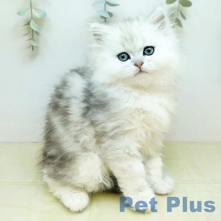 愛媛県のペルシャ (ペットプラス 新居浜店/2026年1月21日生まれ/男の子/チンチラシルバー)の子猫の2枚目の画像