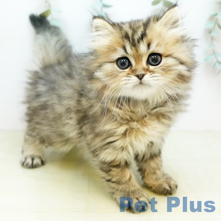 岡山県のペルシャ (ペットプラス 岡山店/2026年1月21日生まれ/男の子/チンチラゴールデン)の子猫