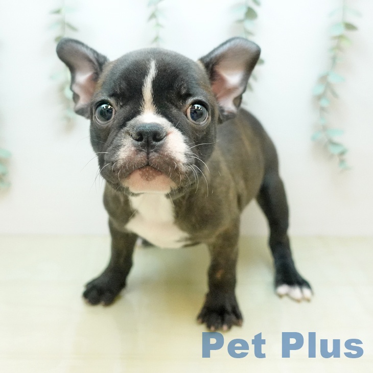 鳥取県のフレンチブルドッグ (ペッツワン 日吉津店/2026年1月27日生まれ/女の子/ブリンドルホワイト)の子犬の1枚目の画像