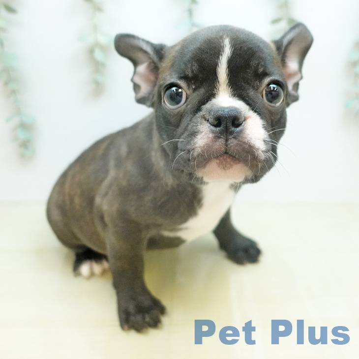 鳥取県のフレンチブルドッグ (ペッツワン 日吉津店/2026年1月27日生まれ/女の子/ブリンドルホワイト)の子犬の2枚目の画像