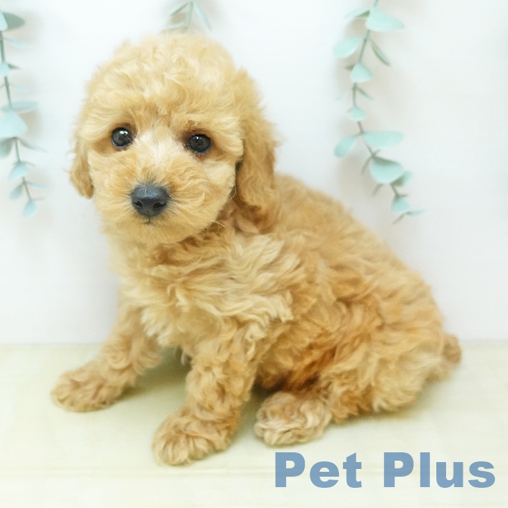 香川県のトイプードル(トイ) (ペットプラス 綾川店/2026年1月28日生まれ/男の子/アプリコット)の子犬