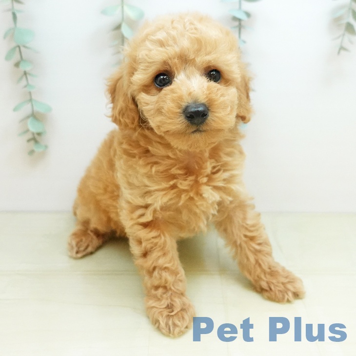 香川県のトイプードル(トイ) (ペットプラス 綾川店/2026年1月28日生まれ/男の子/アプリコット)の子犬の2枚目の画像