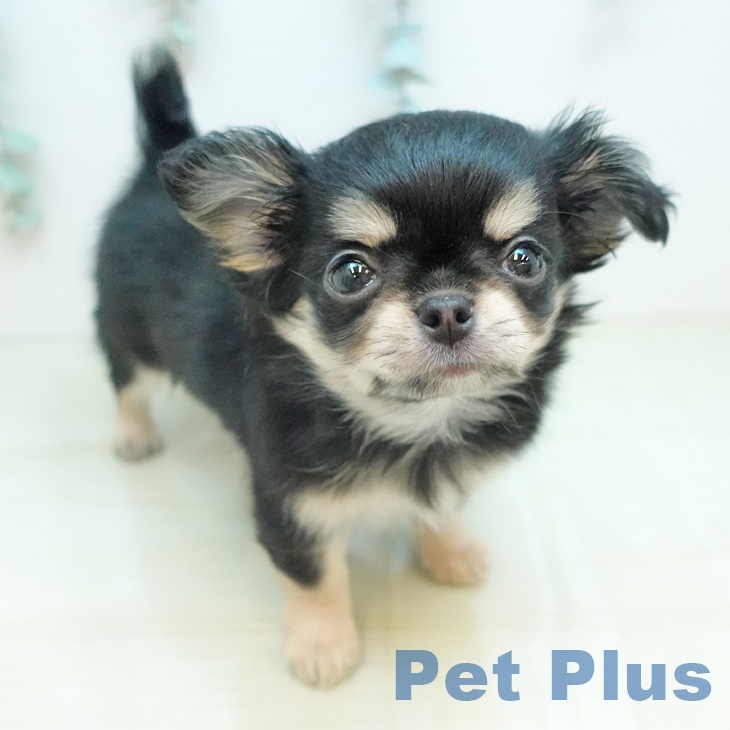 岡山県のチワワ(ロング) (ペットプラス 岡山店/2026年1月26日生まれ/女の子/ブラッククリーム)の子犬