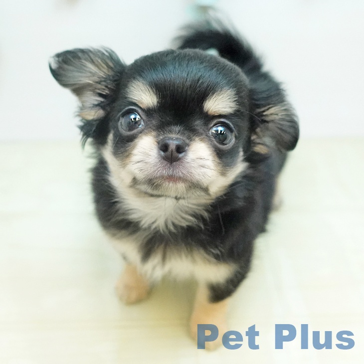 岡山県のチワワ(ロング) (ペットプラス 岡山店/2026年1月26日生まれ/女の子/ブラッククリーム)の子犬の2枚目の画像