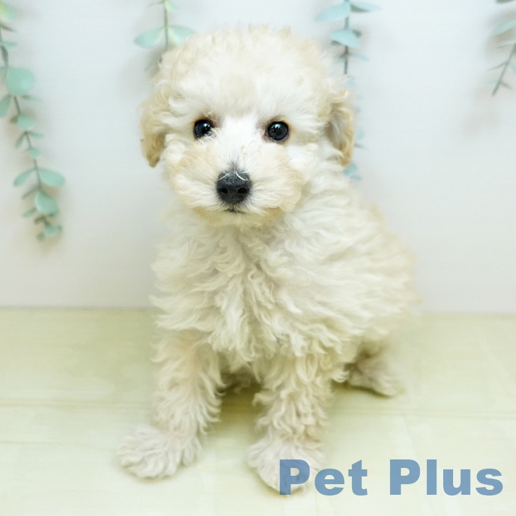 徳島県のトイプードル(トイ) (ペットプラス 徳島店/2026年1月25日生まれ/男の子/ペールフォーン)の子犬