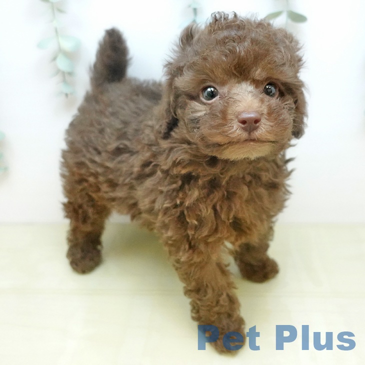 トイ・プードル