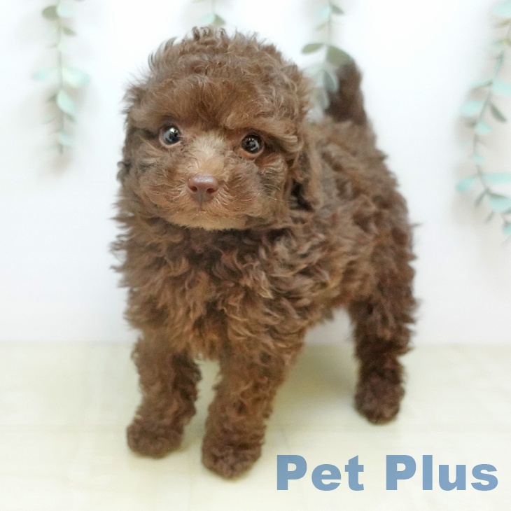 トイ・プードルの写真2