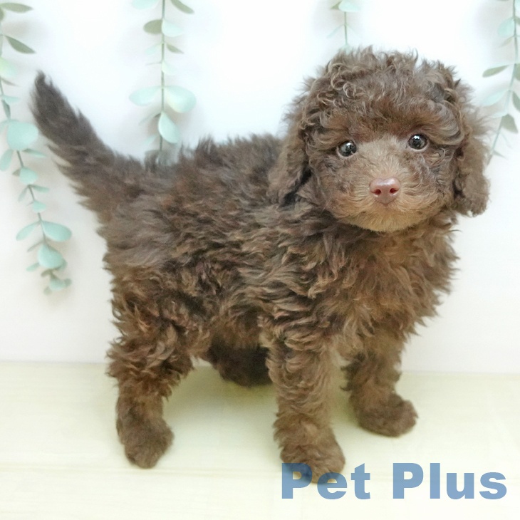 岡山県のトイプードル(トイ) (ペットプラス 岡山店/2026年1月30日生まれ/女の子/ブラウン)の子犬の1枚目の画像