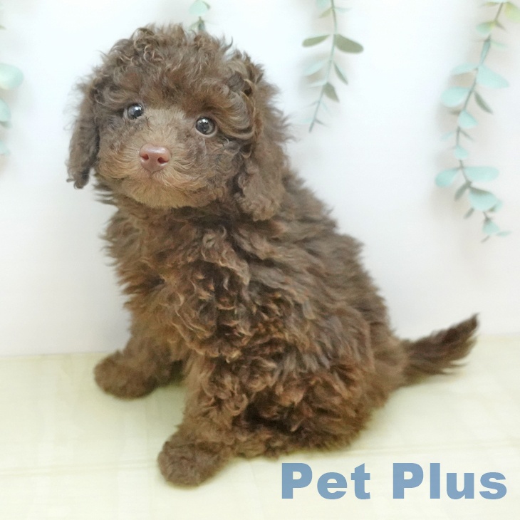 岡山県のトイプードル(トイ) (ペットプラス 岡山店/2026年1月30日生まれ/女の子/ブラウン)の子犬の2枚目の画像