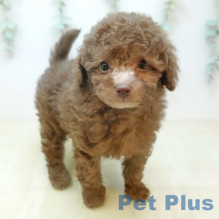 岡山県のトイプードル(トイ) (ペッツワン 岡山南店/2026年1月30日生まれ/女の子/ブラウン)の子犬