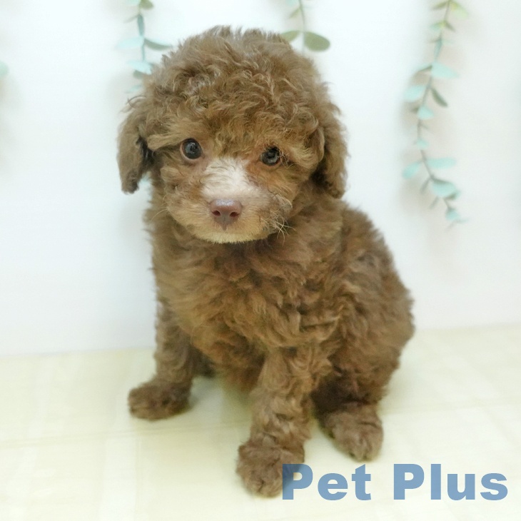 岡山県のトイプードル(トイ) (ペッツワン 岡山南店/2026年1月30日生まれ/女の子/ブラウン)の子犬の2枚目の画像