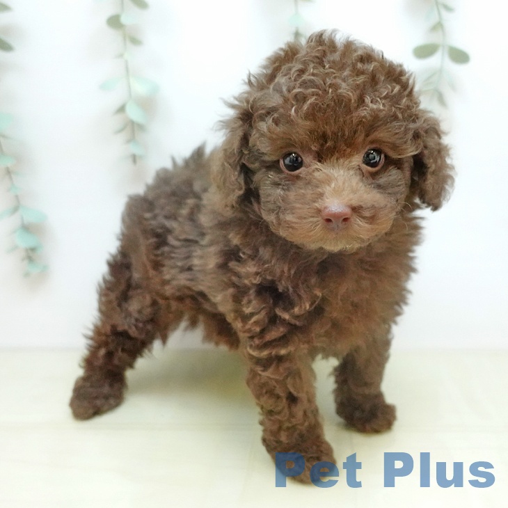 トイ・プードル