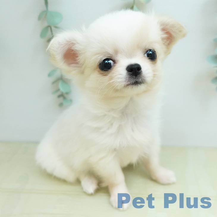 岡山県のチワワ(ロング) (ペッツワン 岡山南店/2026年1月29日生まれ/女の子/ホワイトクリーム)の子犬
