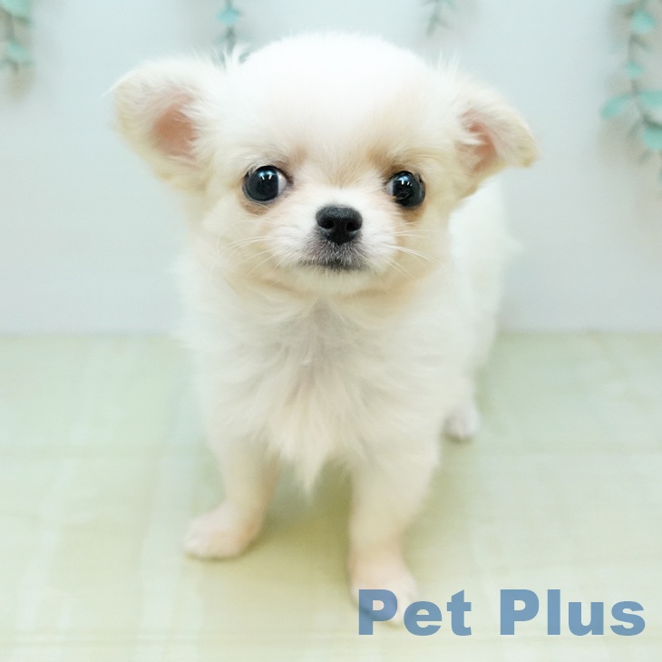 岡山県のチワワ(ロング) (ペッツワン 岡山南店/2026年1月29日生まれ/女の子/ホワイトクリーム)の子犬の2枚目の画像