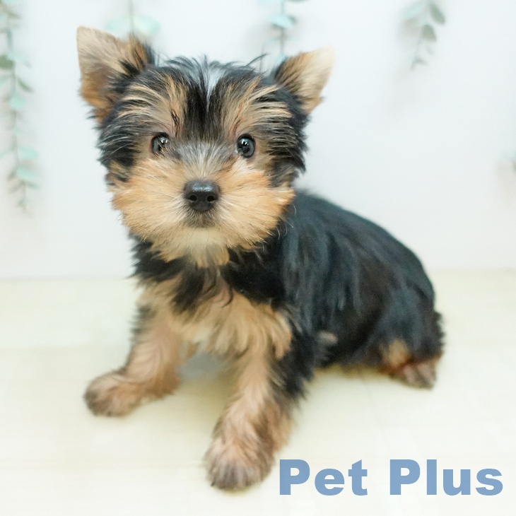 ヨークシャー・テリア