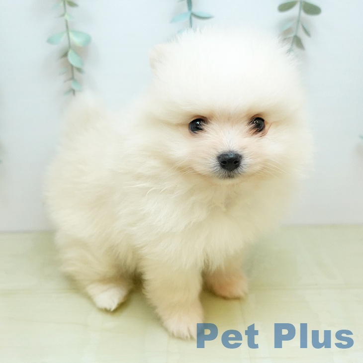 山梨県のポメラニアン (ペットプラス 甲府昭和店/2026年1月30日生まれ/男の子/ホワイトクリーム)の子犬の1枚目の画像
