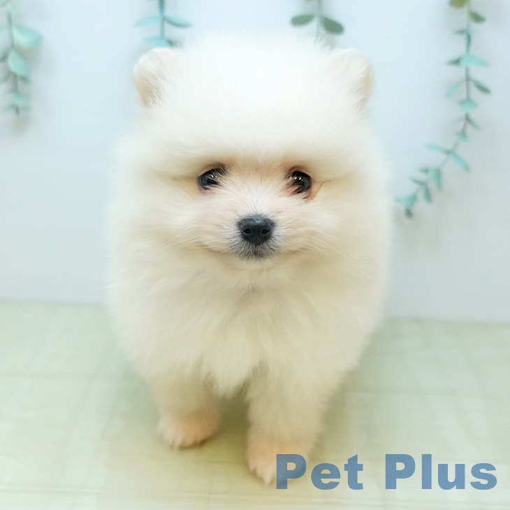 山梨県のポメラニアン (ペットプラス 甲府昭和店/2026年1月30日生まれ/男の子/ホワイトクリーム)の子犬の2枚目の画像