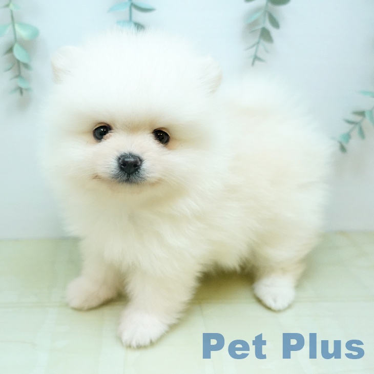 福島県のポメラニアン (ペットプラス 福島店/2026年1月30日生まれ/男の子/ホワイトクリーム)の子犬の1枚目の画像