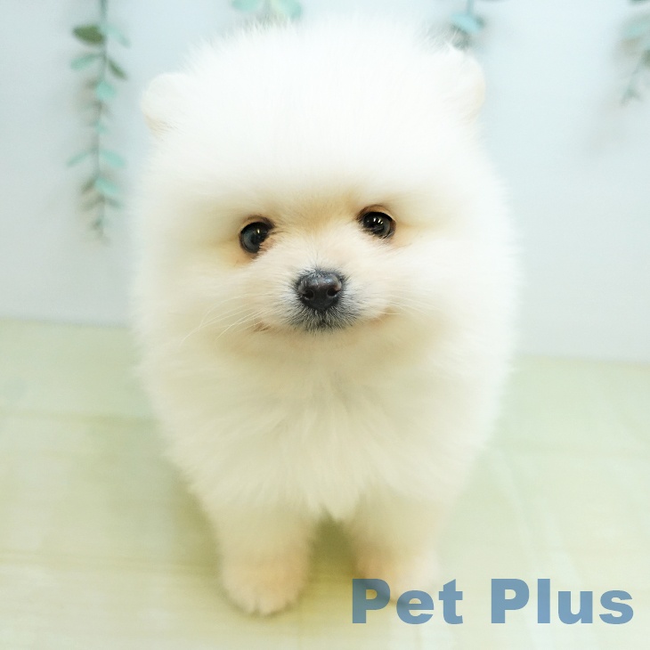 福島県のポメラニアン (ペットプラス 福島店/2026年1月30日生まれ/男の子/ホワイトクリーム)の子犬の2枚目の画像