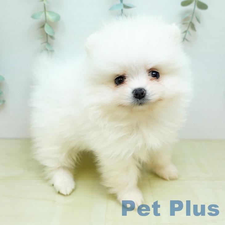 長野県のポメラニアン (ペットプラス 須坂店/2026年1月30日生まれ/男の子/ホワイト)の子犬の1枚目の画像