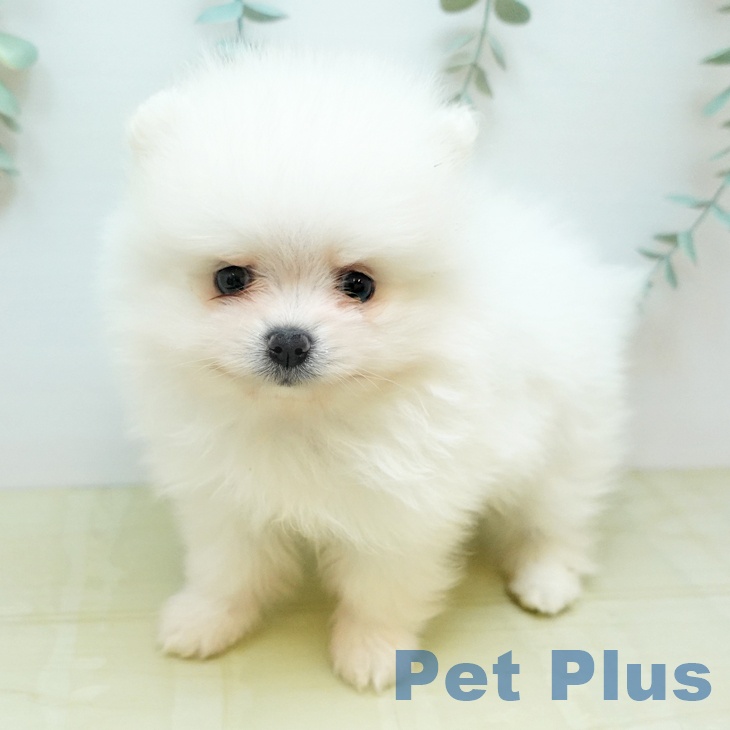 長野県のポメラニアン (ペットプラス 須坂店/2026年1月30日生まれ/男の子/ホワイト)の子犬の2枚目の画像