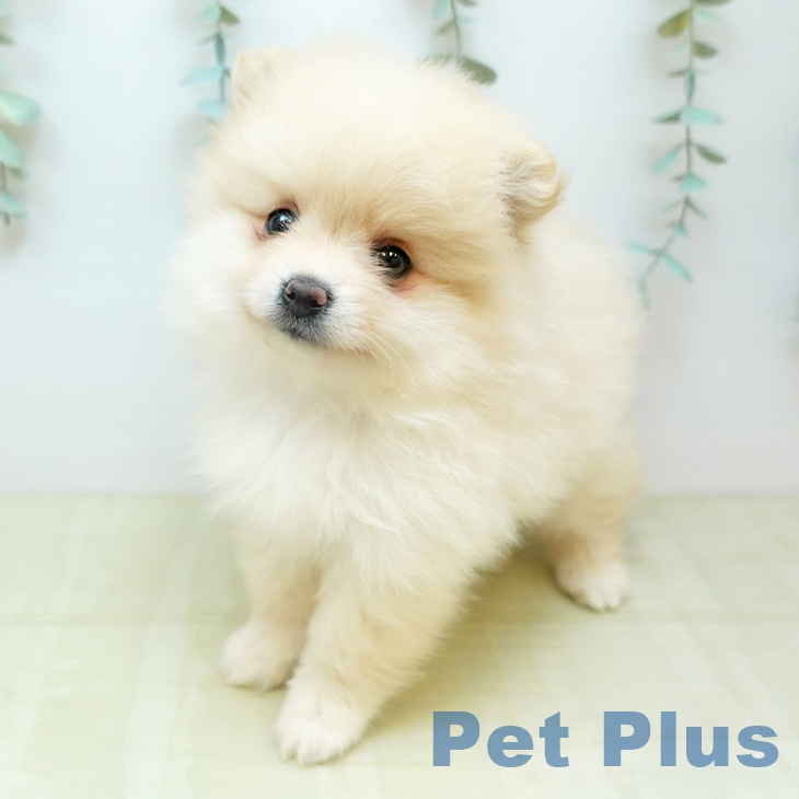 千葉県のポメラニアン (ペットプラス 船橋店/2026年1月30日生まれ/女の子/クリーム)の子犬の1枚目の画像