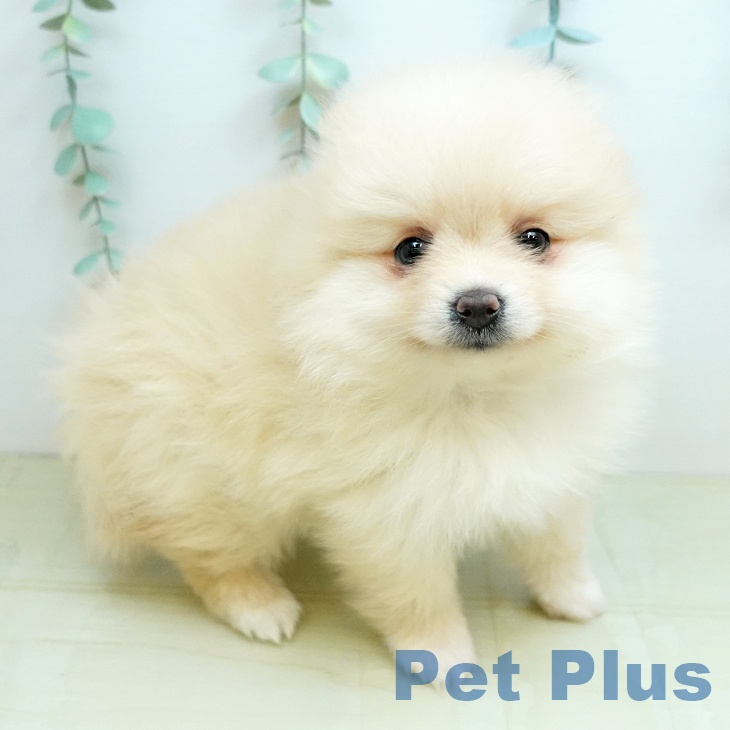 千葉県のポメラニアン (ペットプラス 船橋店/2026年1月30日生まれ/女の子/クリーム)の子犬の2枚目の画像